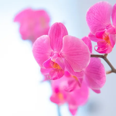 Cjase Al Tistignar Apartman Paluzza